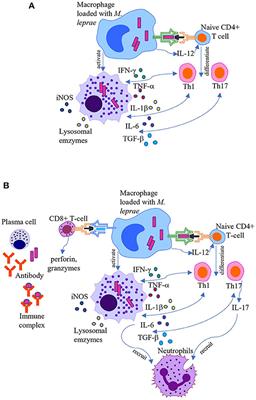 Host-Related Laboratory Parameters for Leprosy Reactions